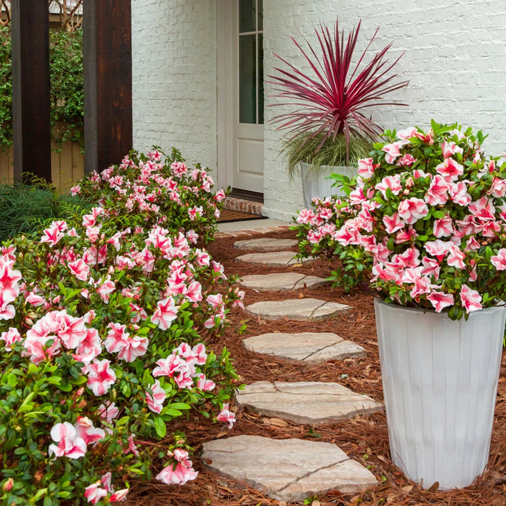 1 Gallon White and Pink Azalea Shrub F693
