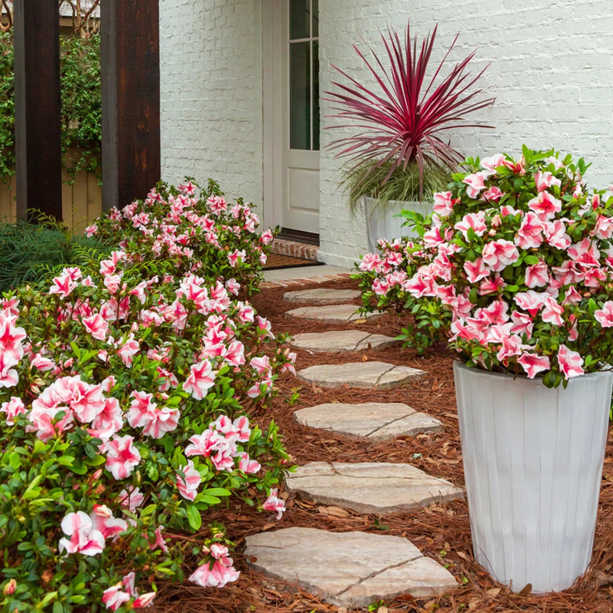 1 Gallon White and Pink Azalea Shrub F693