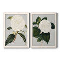 Camellia Japonica Framed Canvas P75175