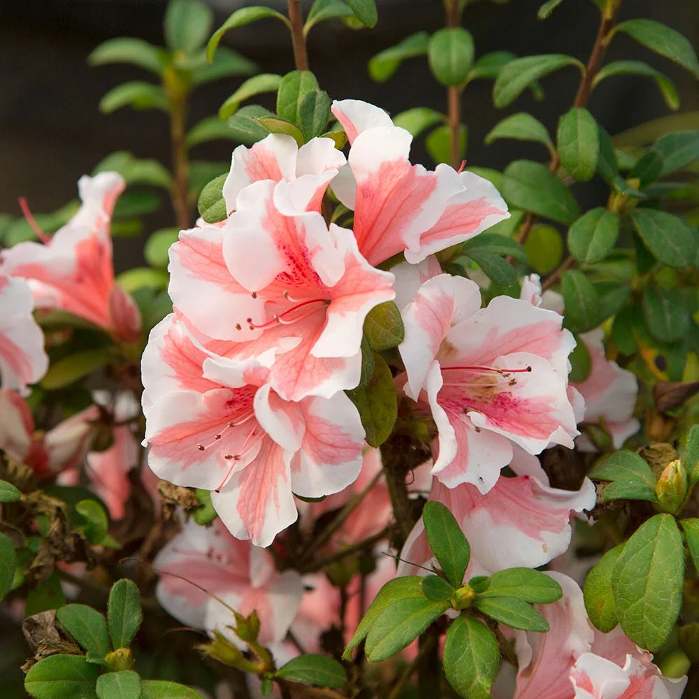 1 Gallon White and Pink Azalea Shrub F693