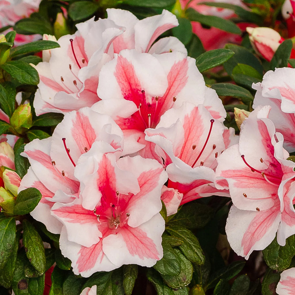 1 Gallon White and Pink Azalea Shrub F693
