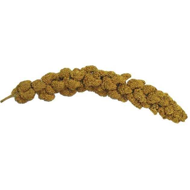 Natural Millet Spray Z899