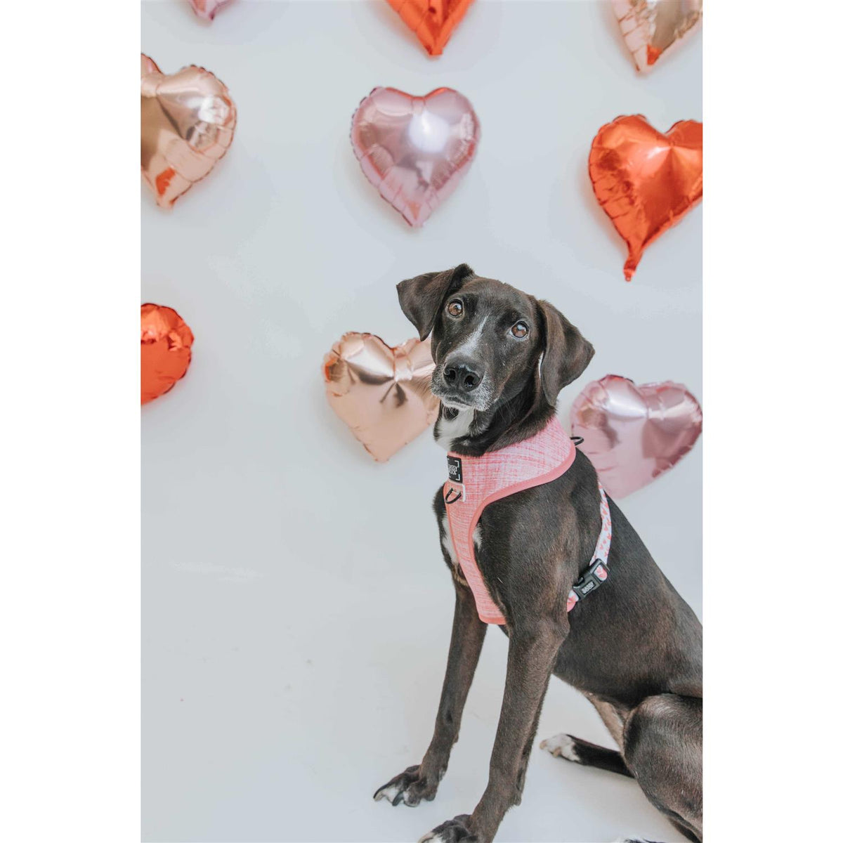 Reversible Dog Harness O923