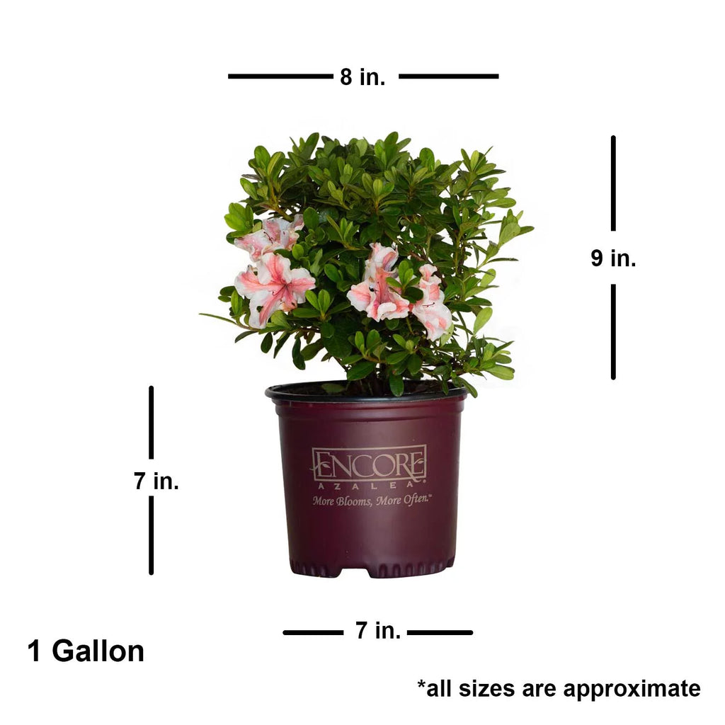 1 Gallon White and Pink Azalea Shrub F693