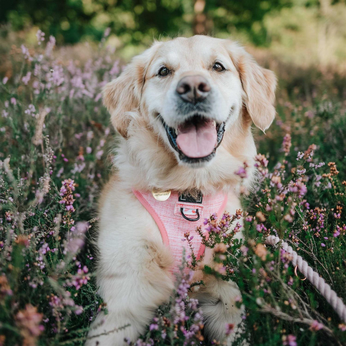 Reversible Dog Harness O923