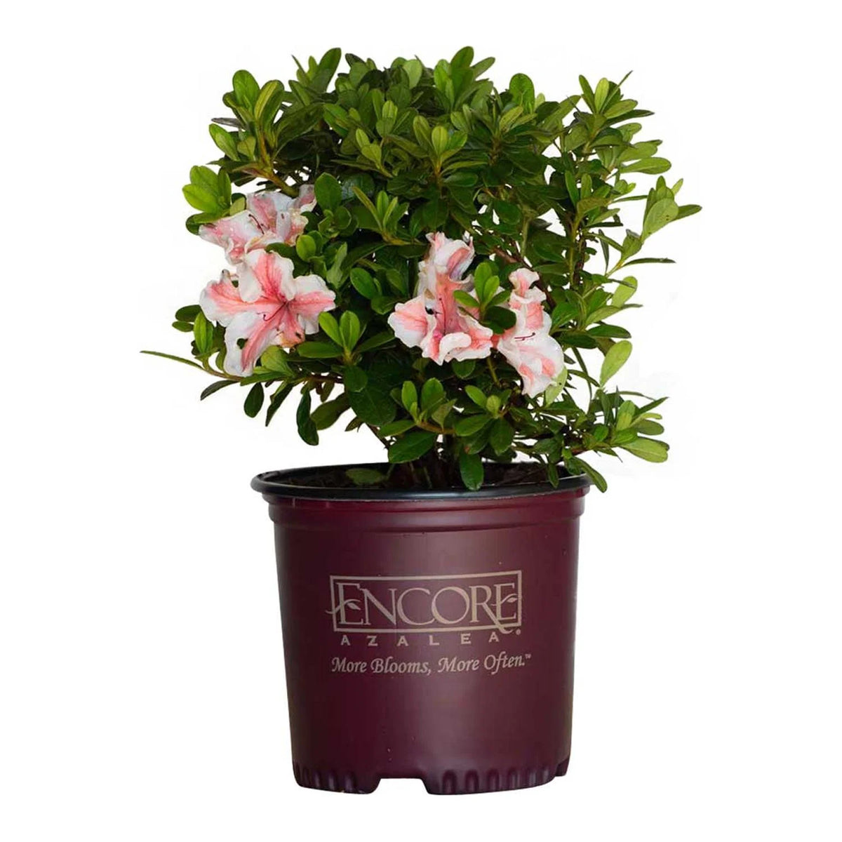 1 Gallon White and Pink Azalea Shrub F693