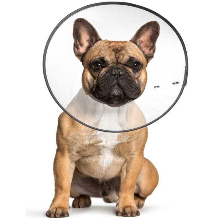 Clear Recovery Collar G762260