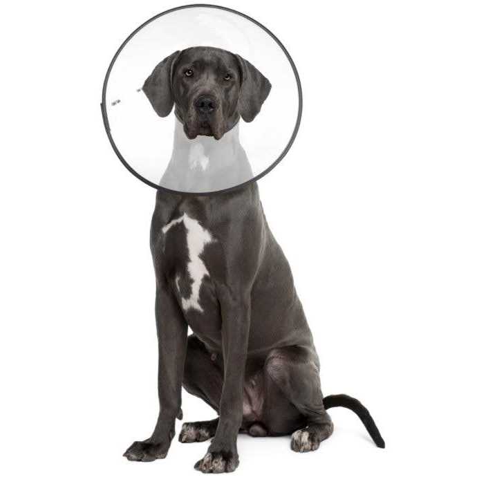 Clear Recovery Collar G762260